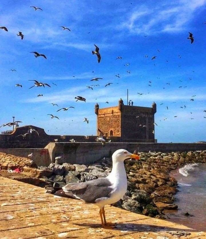 Essaouira